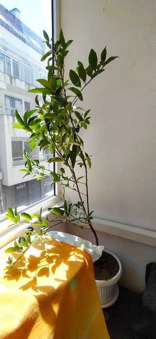 Дърво Кумкуат в саксия