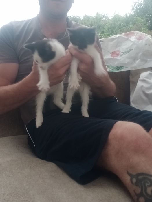 Катята два месяца