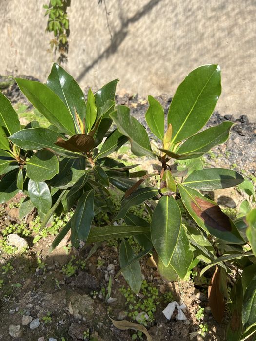 Magnoliya magnolia little gem grandflora