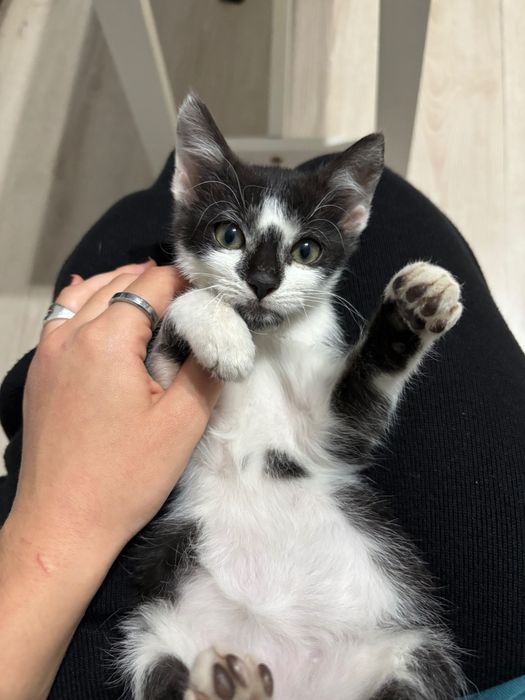 Dau spre adopție o pisicuță