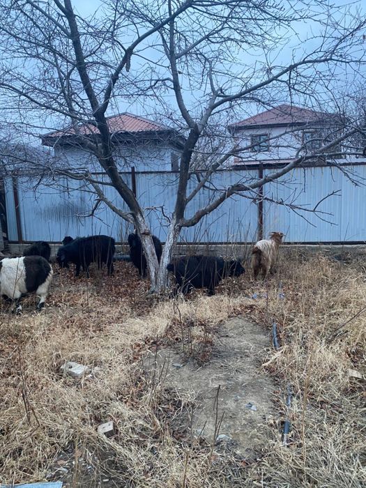 Ешки Ешкі сатылады