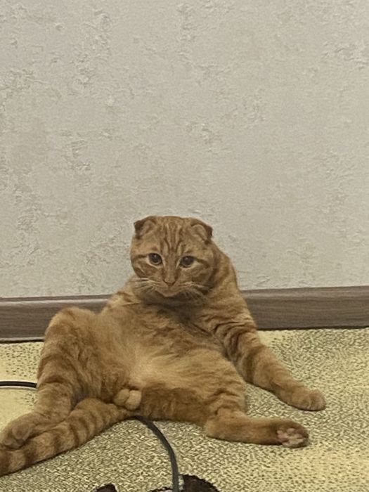 Ищем кошку для вязки