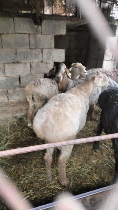 Гиссар кошкарлар сатылады семиз