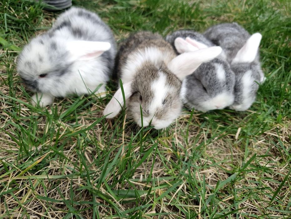 Zotdor quyonchalar sotiladi arzon narxlarda