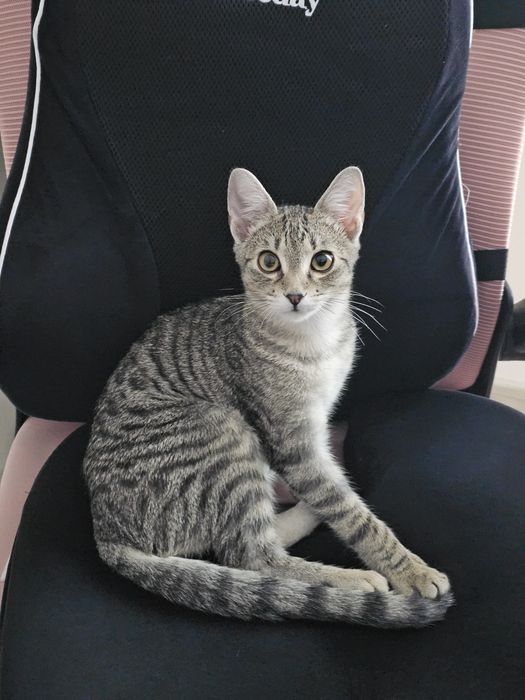 Adoptie montan castrat