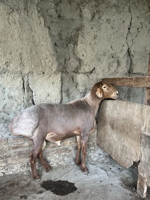 Arashan qochqor va sovluq sotiladi