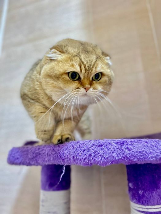 Продаются котята , mushuk sotiladi