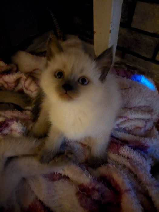 Милые котята ищут дом