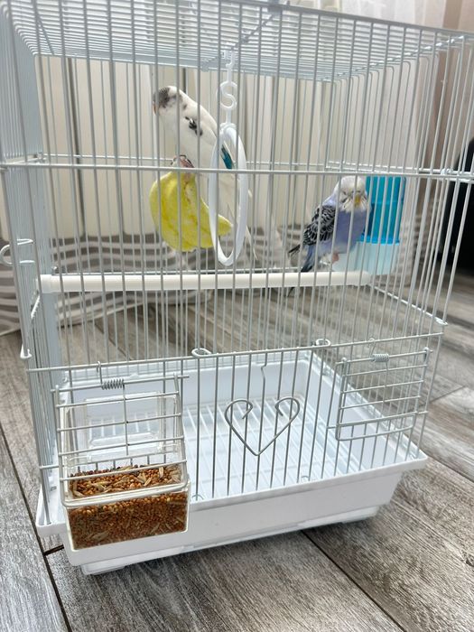 волнистые попугаи