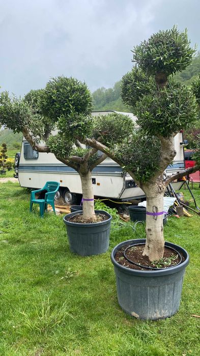 Plante Ornamentale Premium pentru Amenajări Exterioare de Impact