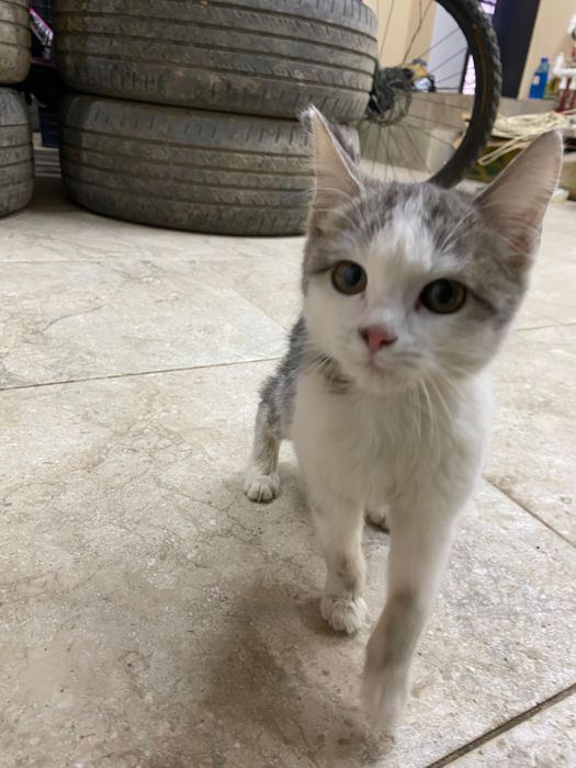 Котёнок девочка!