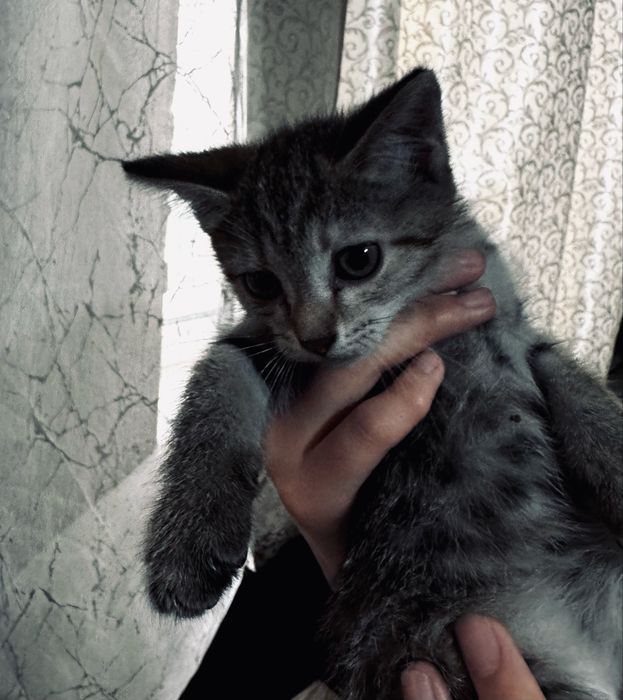 Отдам котят в добрые руки
