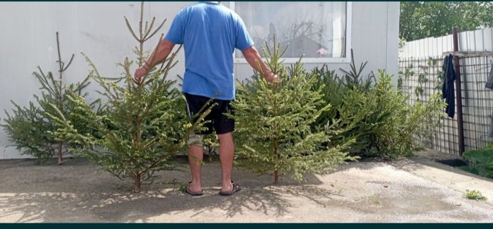 Vând brazi de nuntă arginti sau molizi