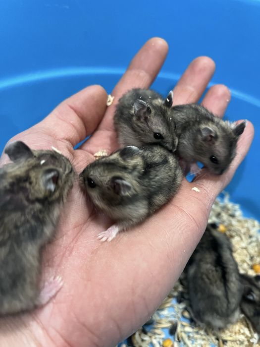 Продам хомячков малышей