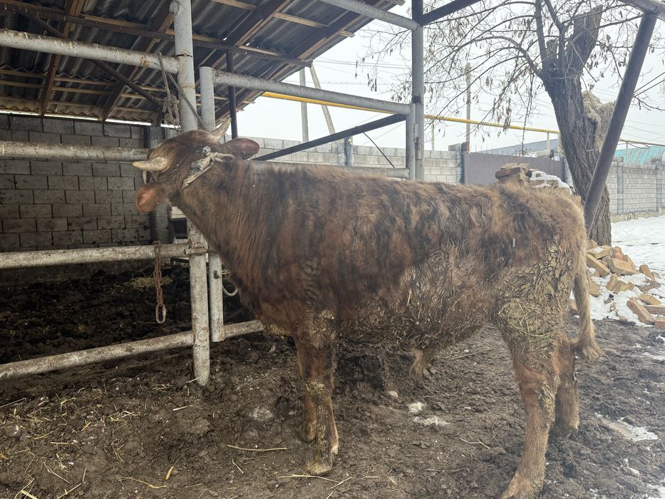 1 жасар бұқа сатылады