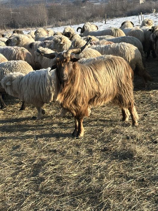 Vand un tap de trei ani