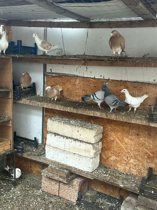 Porumbei de vanzare braila