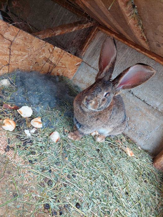 Vând iepurițe Urias German și Californiene