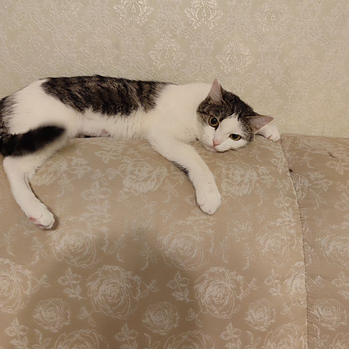 Очень независимая РАЙНА