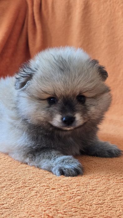 Продаются щенки немецкого шпица