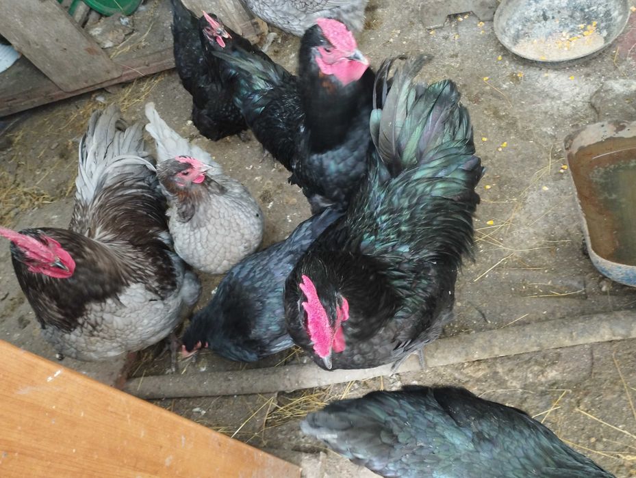 Vând cocoși diverse rase