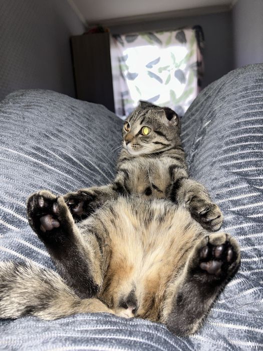 вислоухие котята