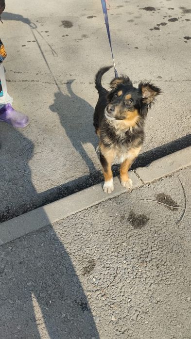 Щенок - подросток(девочка)