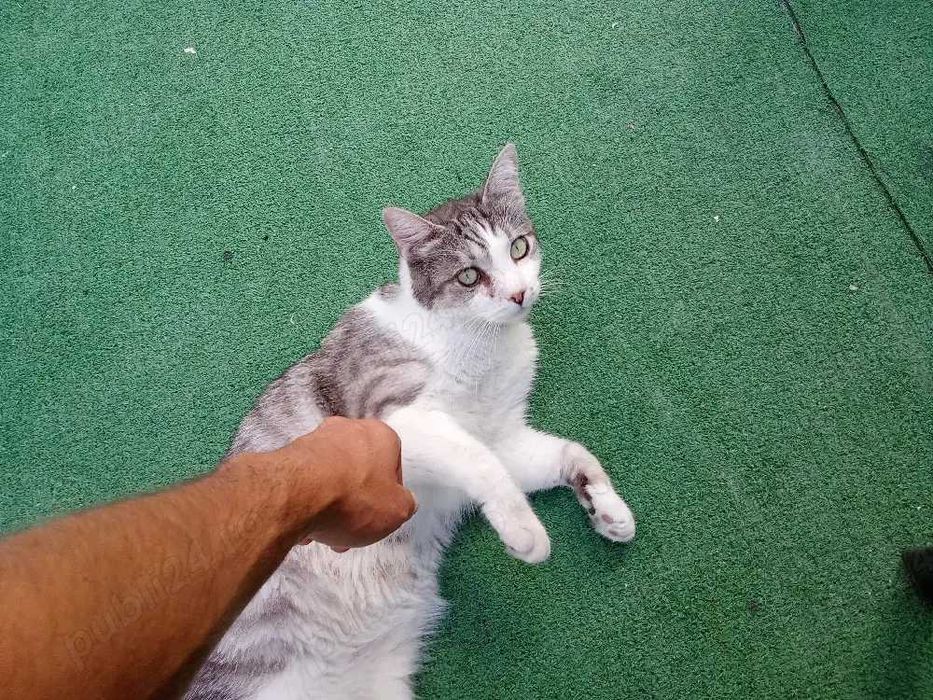 Pet sitting Bucuresti