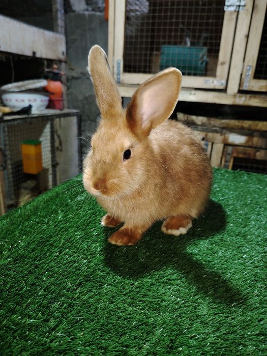 Quyonchalar sotiladi