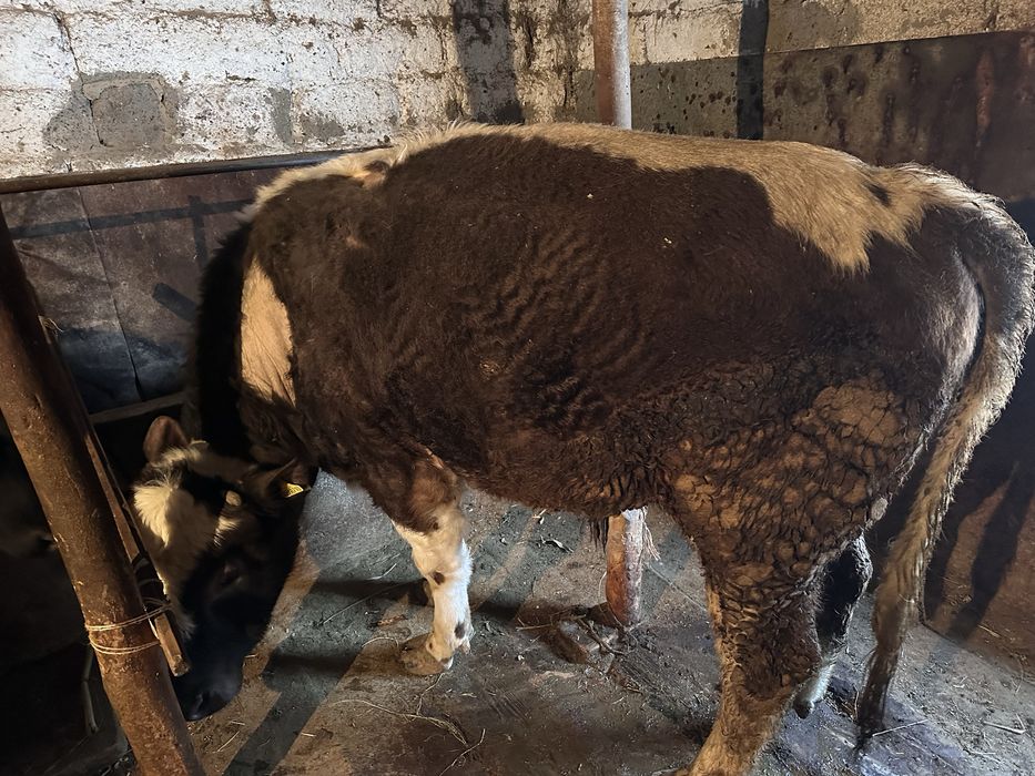 Продается племенной бык