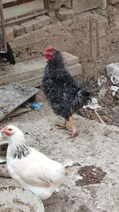 Шёлковый петух на продажу