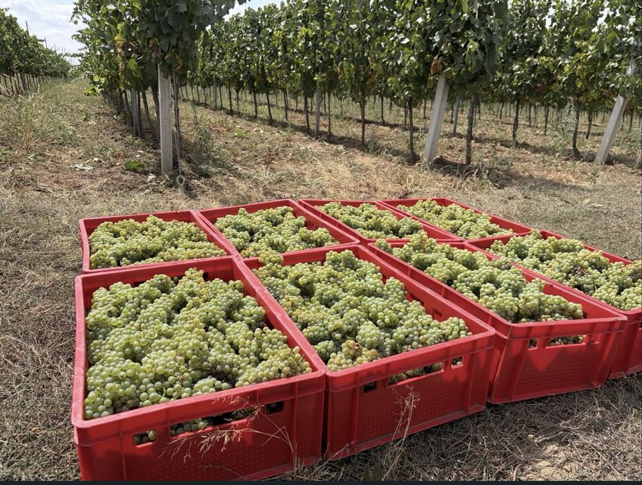 Vând struguri de la producător – livrez la domiciliu