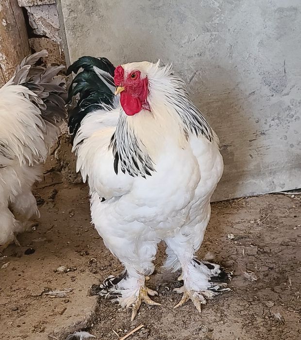 GIGANT SVETLI BRAMA xo‘rozla sotiladi