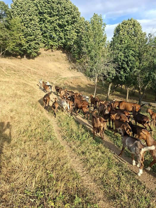 Vând capre tinere și foarte bune de lapte