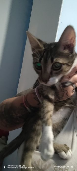 Dau spre adopție 3 pisicute