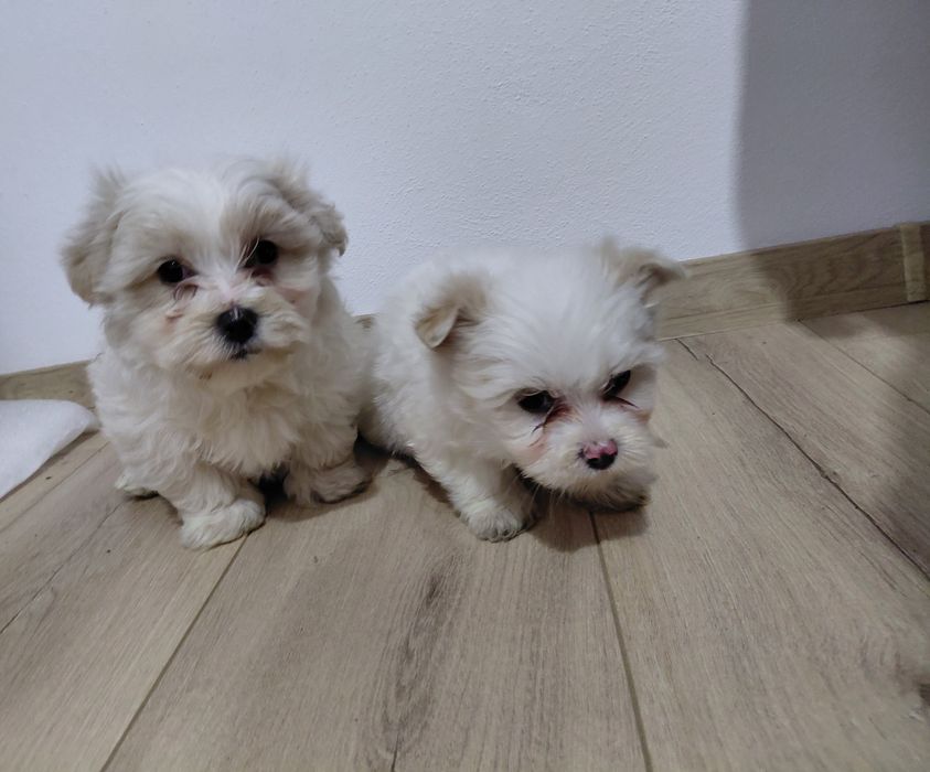 Catei  Bichon   Maltez