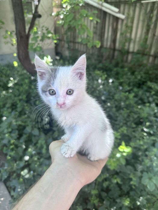 Отдам котенка в добрые руки