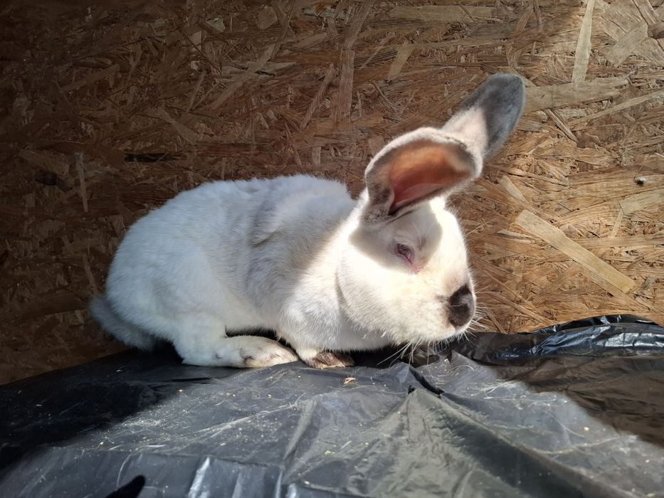 Mascul uriaș de Transilvania vârstă 2 ani