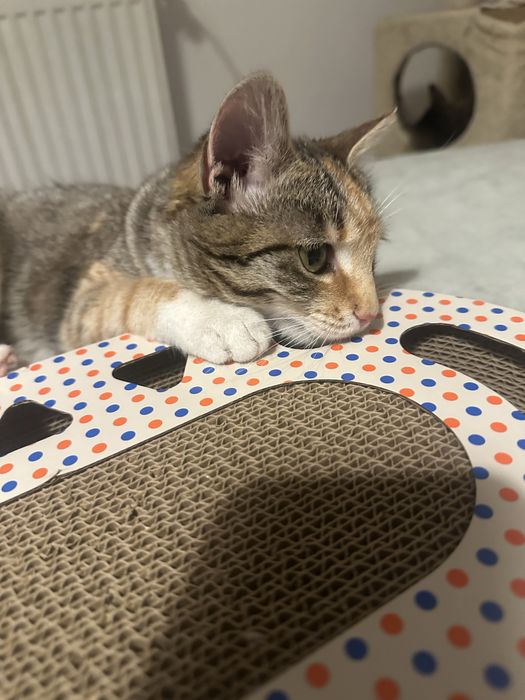 Pisicuta calico cauta casuta