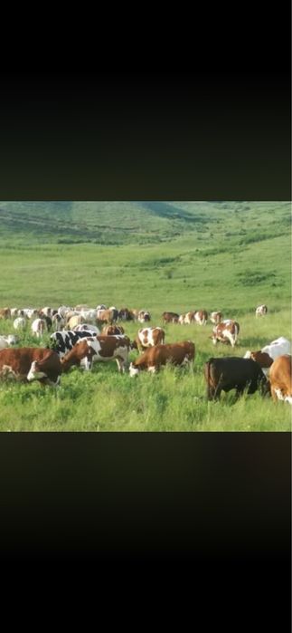 Adun  vaci in paza în perioada Veri