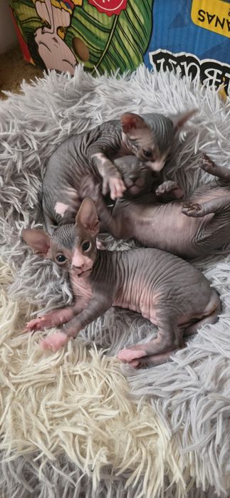 Продам котят канадского сфинкса