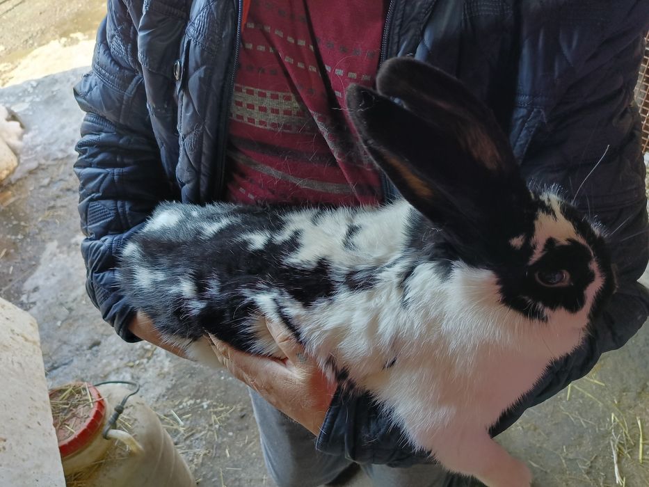 Продается кролиха