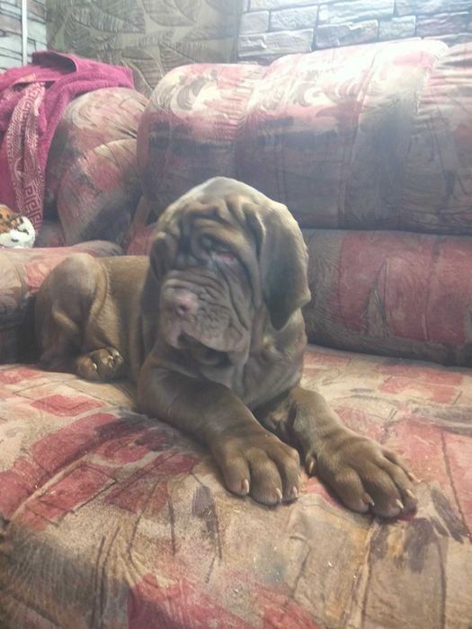 Щенки мастино наполетано