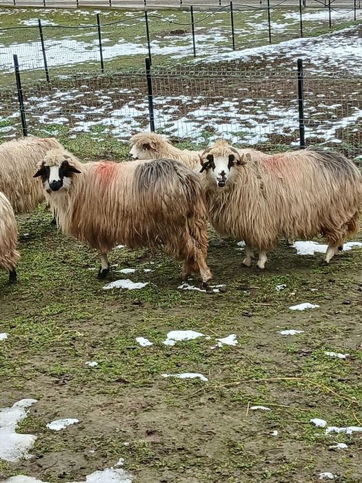 Vând mioara si stramioara