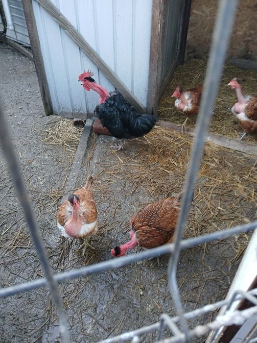 Vănd găini și cocoși de rasă