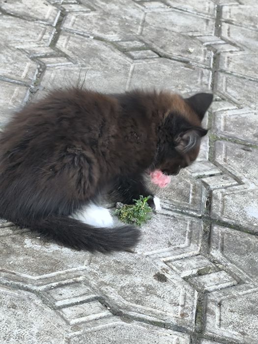 Котят в добрые руки