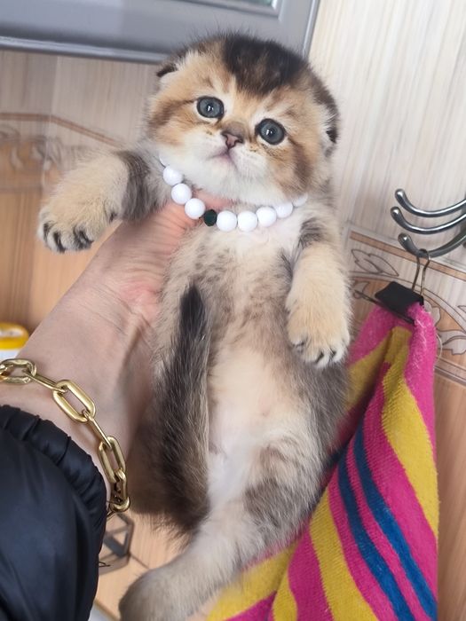 Котята от правильной вязки