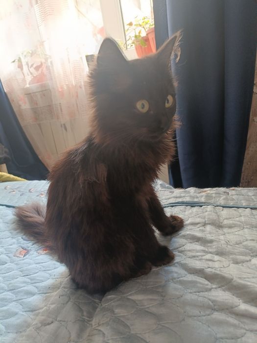 Отдам котят в добрые руки