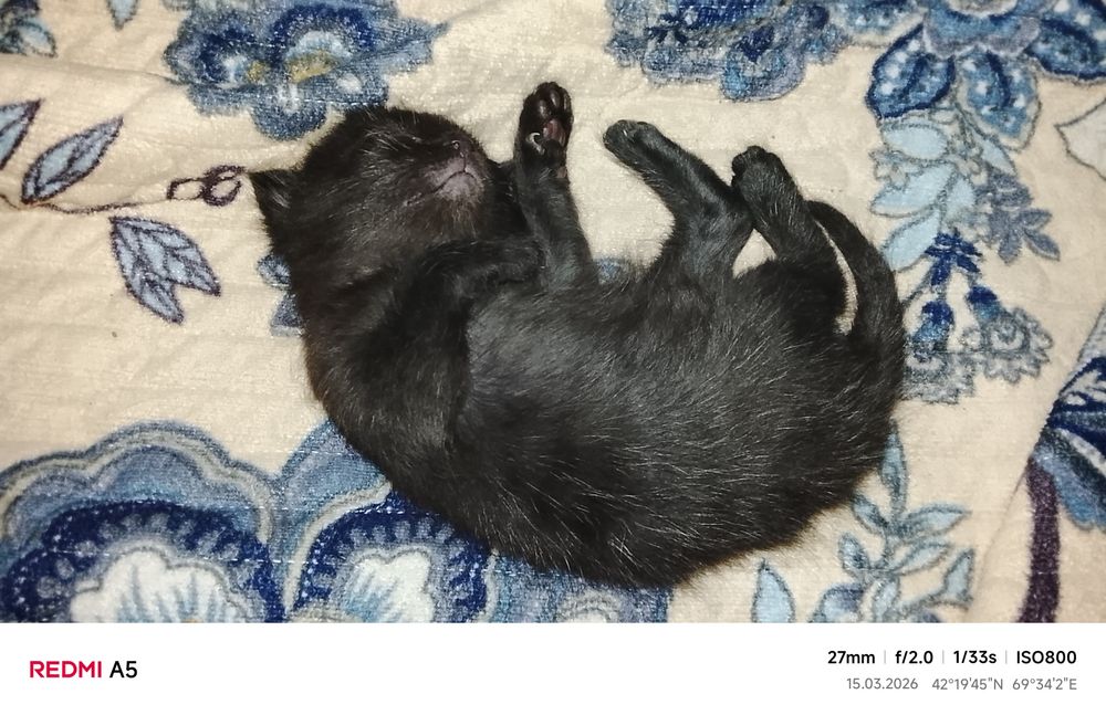 Отдам котят бесплатно