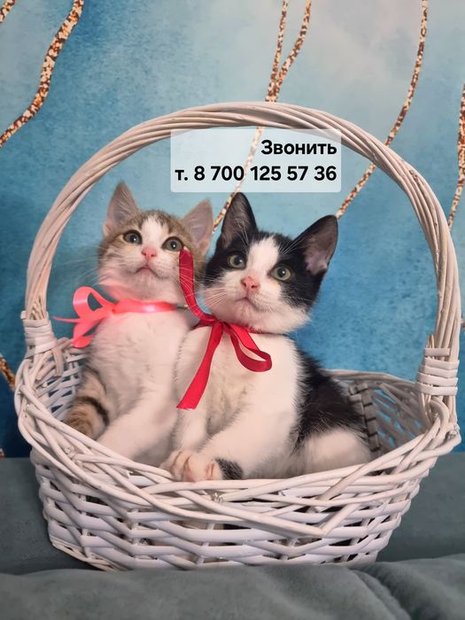 Котята мальчик и девочка
